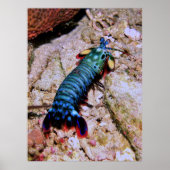 Poster Peacock Mantis Shrimp-Gilis (Devant)