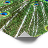Poster Peacock montrant ses plumes (Coin)