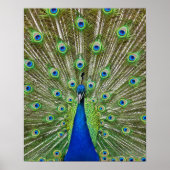 Poster Peacock montrant ses plumes (Devant)