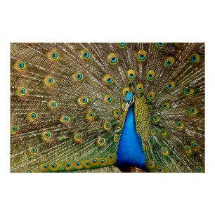 Poster Peacock Motif Peacock Artisanat Peacock Peinture A