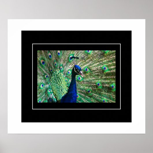 Poster-Peacock Poster (Voorkant)