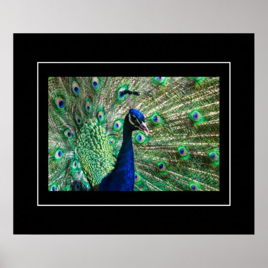 Poster-Peacock Poster (Voorkant)