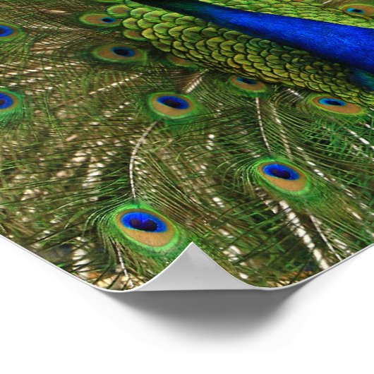 Poster Peacock Print (Coin)