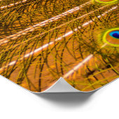 Poster Peacock, Silver Falls, Kauai, Hawaii (Coin)