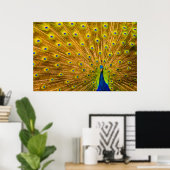 Poster Peacock, Silver Falls, Kauai, Hawaii (Bureau à domicile)