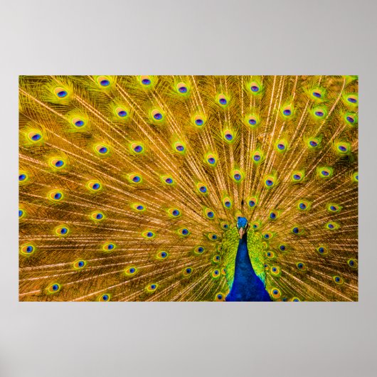 Poster Peacock, Silver Falls, Kauai, Hawaii (Devant)