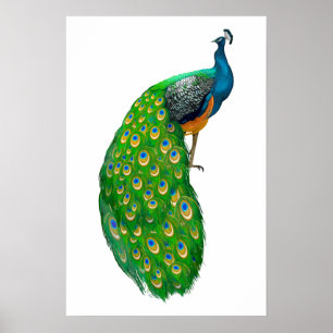 Poster Peacock Small