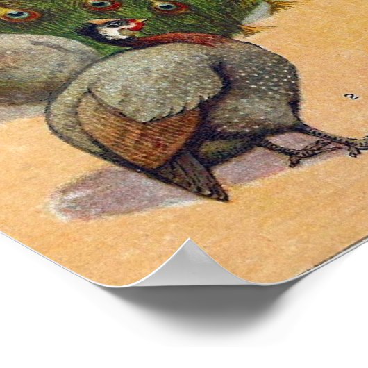 Poster Peacock, Turquie, Guineas (Coin)