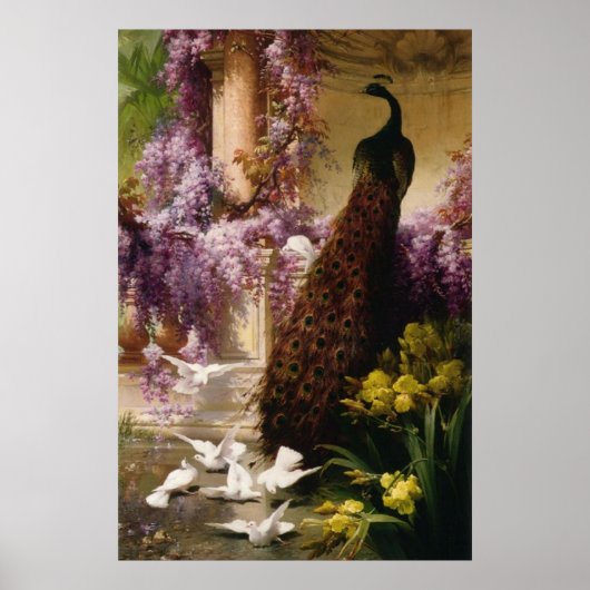 Poster Peacock vintage (Devant)