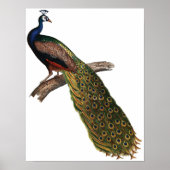 Poster Peacock vintage (Devant)