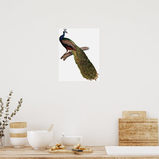 Poster Peacock vintage (Cuisine)