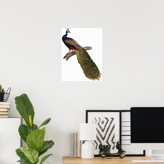 Poster Peacock vintage (Bureau à domicile)