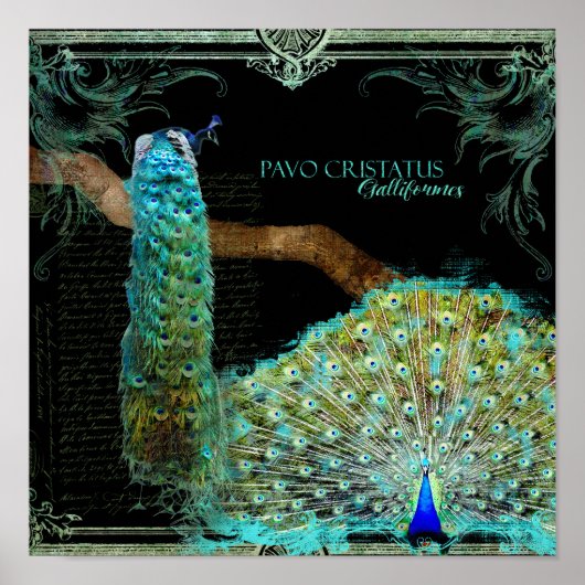 Poster Peacock Vintage moderne Elegant Wall Art (Devant)