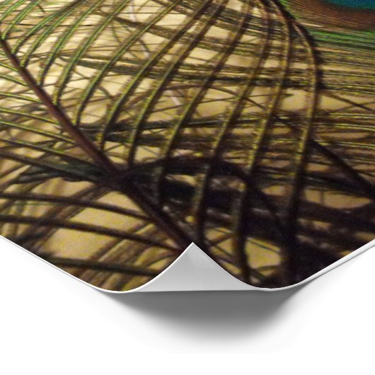 Poster Peacocks plumes (Coin)