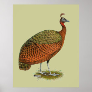 Poster Peafowl: Congo Peahen