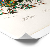  POSTER PEAFOWL-ILLUSTRATIE (Hoek)