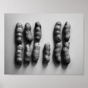 Poster Peanuts Still Life Fine Art Photographie