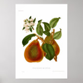 Poster Pear Doyenne du Comice (Devant)