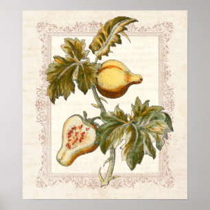 Poster Pear Fruité Solanum Country Décor Cuisine