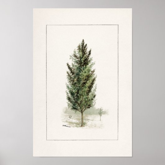 Poster Pear Tree (Pyrus communis) Aquarelle Peinture (Devant)