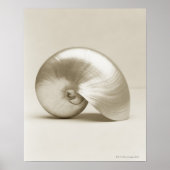 Poster Pearl Nautilus Seashell (Devant)