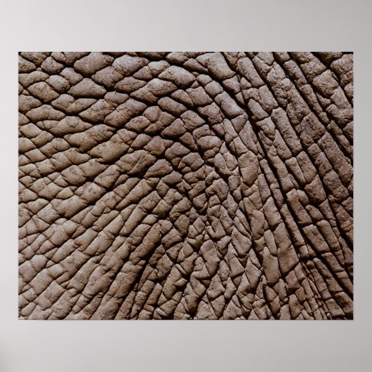 Poster peau d'éléphant africain (Loxodonta africana) (Devant)