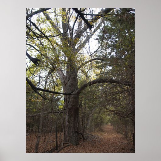 Poster Pecan Gateway (Devant)