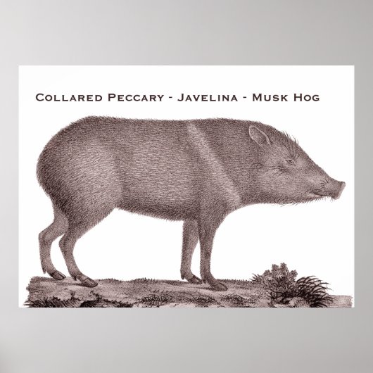 Poster Peccaire à collier - Javelina - Cochon de musc - T (Devant)