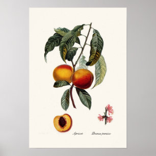 Poster Pêche