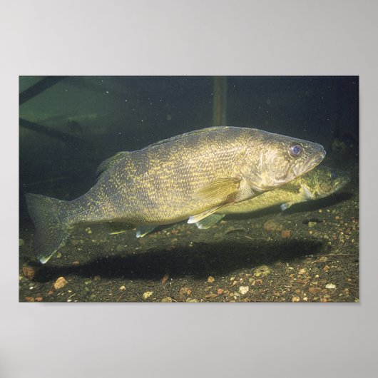 Poster Pêche à la torche dans le réservoir Petit (Devant)