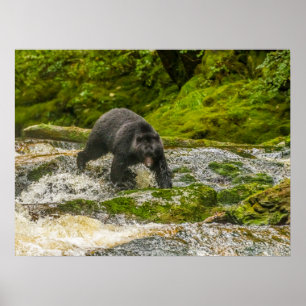 Poster Pêche à l'ours noir Qua Creek Colombie-Britanniq