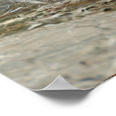 Poster Pêche au bord de l'autobus blanc (Eudocimus albus) (Coin)