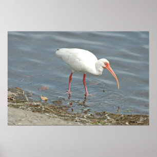 Poster Pêche au bord de l'autobus blanc (Eudocimus albus)
