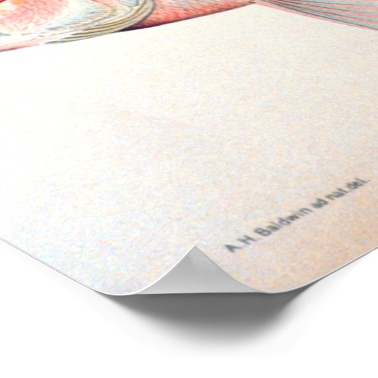 Poster Pêche historique (Coin)