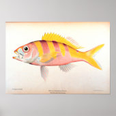 Poster Pêche historique (Devant)