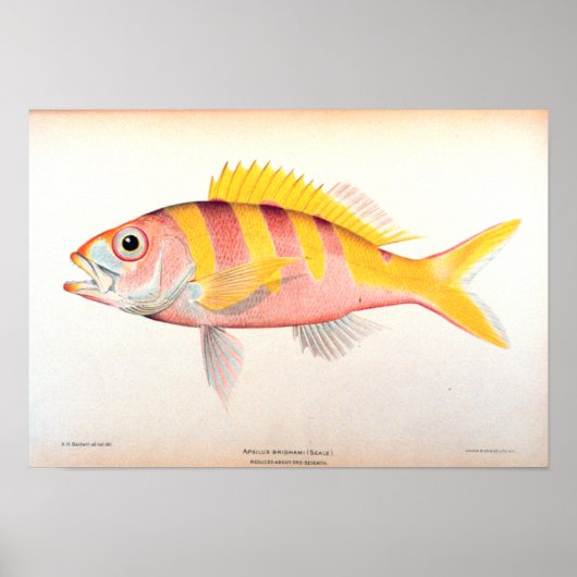 Poster Pêche historique (Devant)