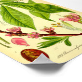 Poster Pêche (Prunus persica) (Coin)