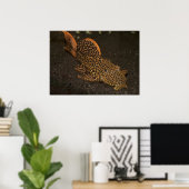 Poster Peckoltia Compta Brown (Bureau à domicile)