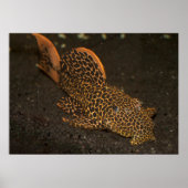 Poster Peckoltia Compta Brown (Devant)