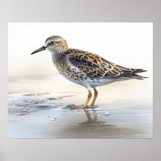 Poster Pectorale Sandpiper Oiseau Art Imprimer l'affiche (Devant)