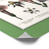 Poster pédagogique botanique (Coin)