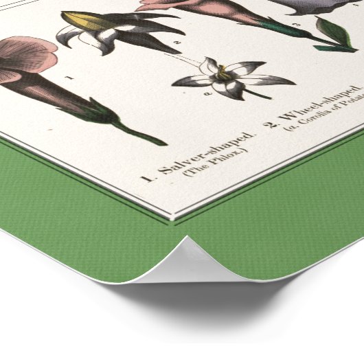 Poster pédagogique botanique (Coin)