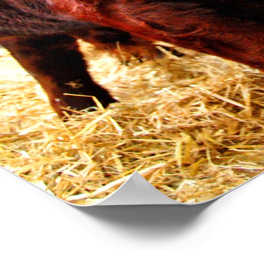 Poster Pedigree Red Ruby Devon Cow (Coin)