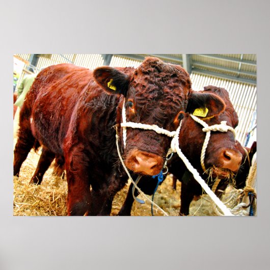 Poster Pedigree Red Ruby Devon Cow (Devant)