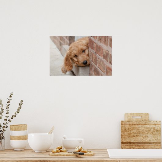 Poster Peecing de Goldendoodle (Cuisine)