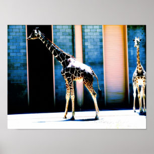 Poster Peeing Giraffe