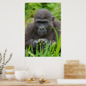 Poster Peek-a-Boo avec Baby Gorilla (Cuisine)