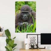 Poster Peek-a-Boo avec Baby Gorilla (Bureau à domicile)