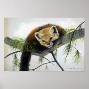 Poster Peek-a-boo, Pine Marten