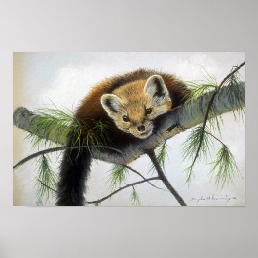 Poster Peek-a-boo, Pine Marten (Devant)